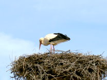Storchennest