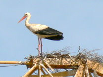 vergeblicher Versuch